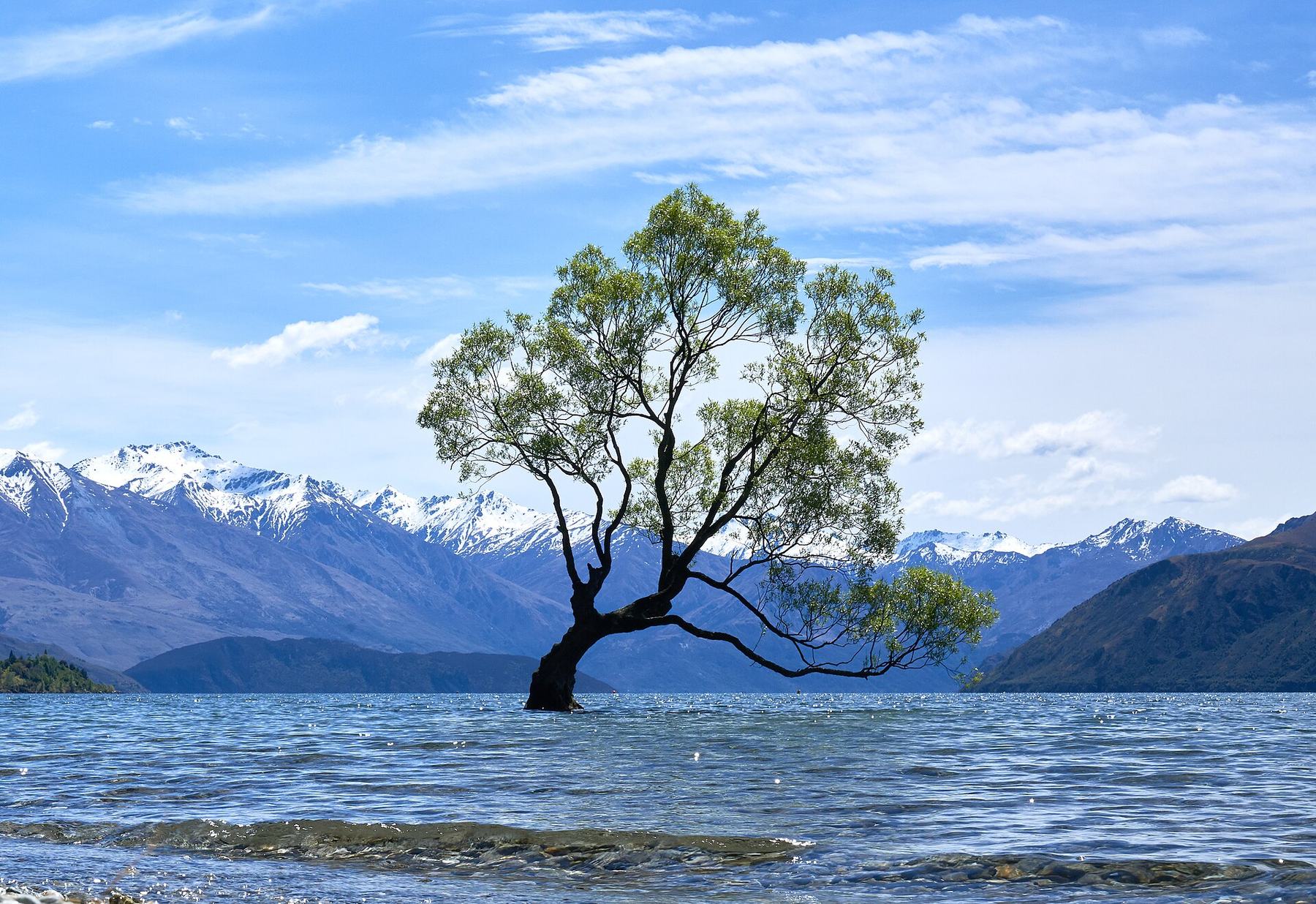 The Wānaka Tree
